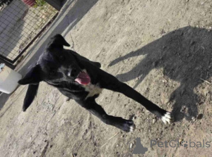 Photo №4. I will sell non-pedigree dogs in the city of Beška.  - price - Is free