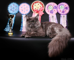 Photo №4. I will sell maine coon in the city of Tula. from nursery - price - 1464$