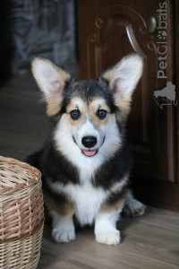 Photo №2 to announcement № 145718 for the sale of welsh corgi - buy in Belarus from nursery