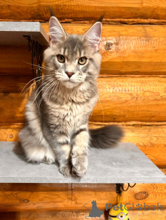 Photo №1. maine coon - for sale in the city of Nizhny Novgorod | 152$ | Announcement № 148391