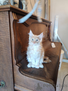 Photo №4. I will sell maine coon in the city of Brussels.  - price - Is free