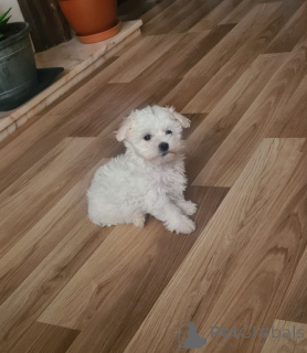 Photo №4. I will sell bichon frise in the city of Göttingen. breeder - price - 282$
