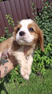 Photo №4. I will sell cavalier king charles spaniel in the city of Tallinn. private announcement, from nursery, breeder - price - 800$