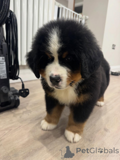 Photo №2 to announcement № 158064 for the sale of bernese mountain dog - buy in Germany breeder