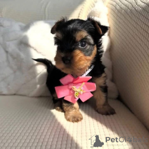 Photo №3. Adorable babies now available for adoption message me directly for more info. Netherlands
