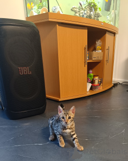 Photo №4. I will sell bengal cat in the city of Holzwickede.  - price - negotiated