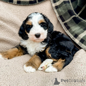 Photo №1. labradoodle - for sale in the city of Trawl | negotiated | Announcement № 160073