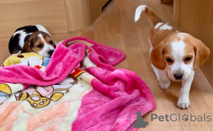 Photo №4. I will sell beagle in the city of Geel. private announcement, breeder - price - 671$