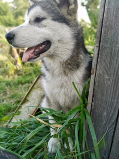 Photo №2 to announcement № 2930 for the sale of alaskan malamute - buy in Russian Federation from nursery