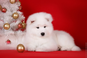 Photo №1. samoyed dog - for sale in the city of Kirov | 565$ | Announcement № 4532