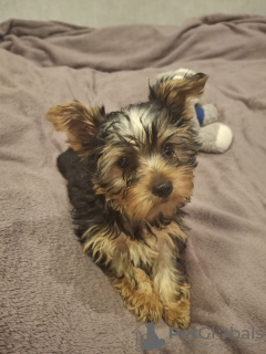 Additional photos: Yorkie puppy.