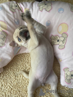 Photo №2 to announcement № 58400 for the sale of pug - buy in Poland private announcement