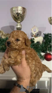 Photo №2 to announcement № 127573 for the sale of poodle (toy) - buy in Serbia 