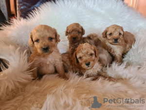 Photo №4. I will sell labradoodle in the city of Vilovo.  - price - 317$