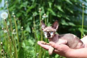 Photo №2 to announcement № 2462 for the sale of sphynx-katze - buy in Russian Federation from nursery