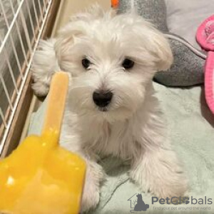 Photo №1. maltese dog - for sale in the city of Berlin | negotiated | Announcement № 115859