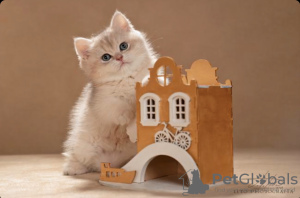 Photo №4. I will sell british shorthair in the city of Москва. breeder - price - negotiated