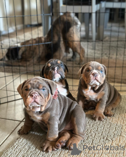Photo №1. english bulldog - for sale in the city of Амстердам | negotiated | Announcement № 83125
