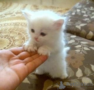 Photo №2 to announcement № 64613 for the sale of persian cat - buy in Germany breeder