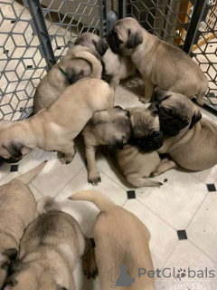 Photo №2 to announcement № 138906 for the sale of pug - buy in Germany private announcement, breeder