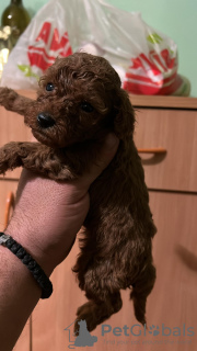 Photo №4. I will sell poodle (toy) in the city of Нови Сад.  - price - Is free