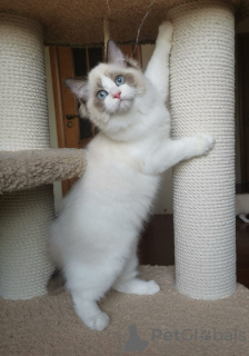 Photo №2 to announcement № 127676 for the sale of ragdoll - buy in Belgium private announcement, breeder