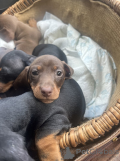 Photo №2 to announcement № 103824 for the sale of dachshund - buy in United States 