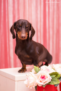 Photo №2 to announcement № 5632 for the sale of dachshund - buy in Russian Federation from nursery