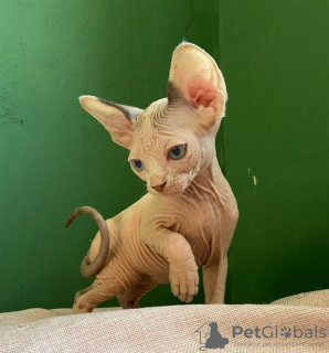 Photo №1. sphynx-katze - for sale in the city of St. Petersburg | 207$ | Announcement № 31164