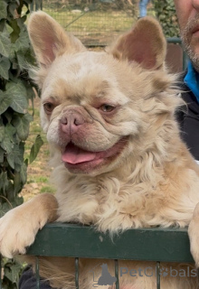 Photo №1. french bulldog - for sale in the city of Belgrade | 3097$ | Announcement № 154867