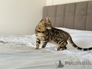 Photo №2 to announcement № 138649 for the sale of bengal cat - buy in United States private announcement, from nursery, breeder