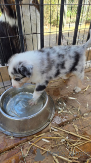 Photo №3. Adorable border collie Puppies for Adoption. United States