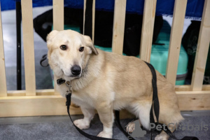 Additional photos: Metis Corgi, a very touching and kind teenage dog