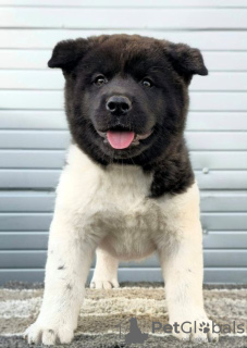 Additional photos: American Akita, TOP puppies