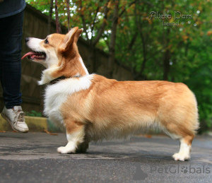 Photo №2 to announcement № 24725 for the sale of welsh corgi - buy in Russian Federation from nursery