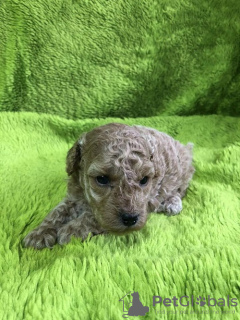 Photo №1. poodle (dwarf) - for sale in the city of Zrenjanin | negotiated | Announcement № 97760