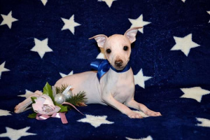 Photo №3. American Hairless Terrier Puppies. Russian Federation