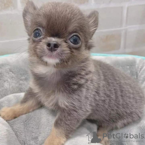 Photo №2 to announcement № 126681 for the sale of chihuahua - buy in Portugal 