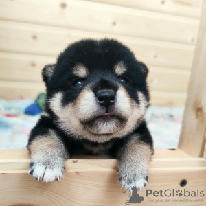 Photo №1. shiba inu - for sale in the city of St. Petersburg | 2000$ | Announcement № 11368