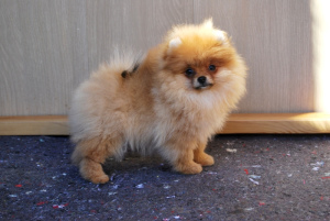 Photo №1. pomeranian - for sale in the city of Москва | 1200$ | Announcement № 1781