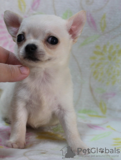 Photo №2 to announcement № 11263 for the sale of chihuahua - buy in Russian Federation from nursery, breeder