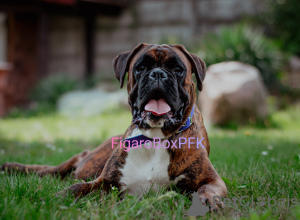 Photo №4. I will sell boxer in the city of Opole. breeder - price - negotiated