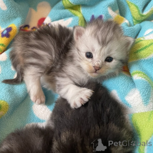 Photo №1. american bobtail - for sale in the city of Bad Soden-Salmünster | negotiated | Announcement № 162296