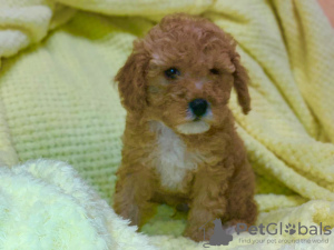 Photo №2 to announcement № 8117 for the sale of poodle (toy) - buy in Russian Federation private announcement