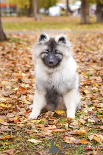 Photo №2 to announcement № 8039 for the sale of german spitz - buy in Russian Federation private announcement