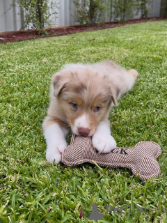 Photo №1. australian shepherd - for sale in the city of Brest | negotiated | Announcement № 163889