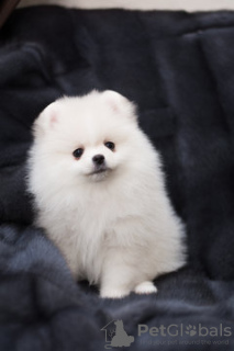 Photo №1. pomeranian - for sale in the city of Aarau | negotiated | Announcement № 19664