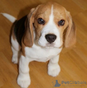 Photo №1. non-pedigree dogs - for sale in the city of Berlin | negotiated | Announcement № 82209