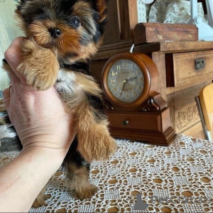Photo №3. Beautiful Yorkshire Terrier is looking for a new house!. Germany