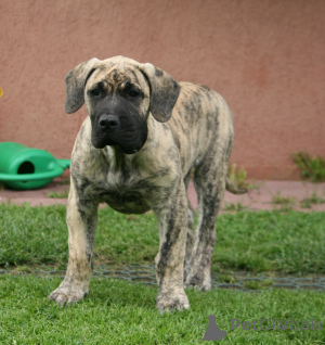 Photo №1. perro de presa canario - for sale in the city of Riga | negotiated | Announcement № 174799
